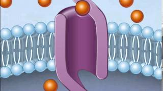 How Facilitated Diffusion Works [upl. by Elazaro]