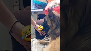 germensheperd dog shortsviral funnycomedy [upl. by Nat]