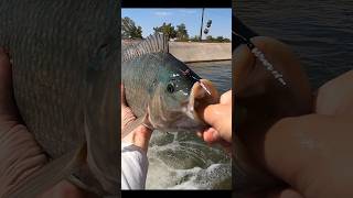 AWESOME Fish on the Fly Rod [upl. by Kato]