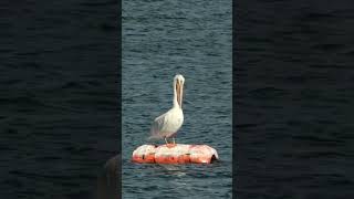 Pelicans along the Platte River Colorado nature pelicans birds [upl. by Sivraj]