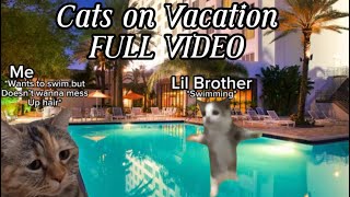 Cats on Vacation FULL VIDEO✨ [upl. by Adolphe986]