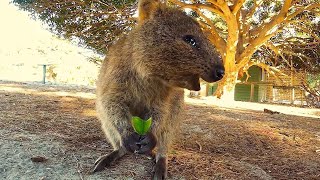 Adorable Quokka Smiling and Jumping At Camera [upl. by Toshiko988]