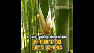 La historia del bambú japonés [upl. by Adihahs592]