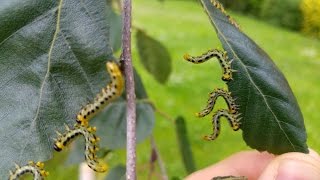 What is a Sawfly [upl. by Yrellav]