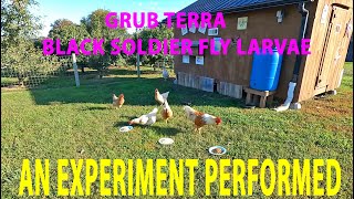 GRUB TERRABlack Soldier Fly LarvaeUNEXPECTED Reaction from MY CHICKENS and TURKEYS [upl. by Demahom]