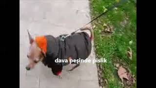 burada gördüğünüz her şey kuruludurçıkmadan 10 dk beklediğim köpek kapak [upl. by Brianna]