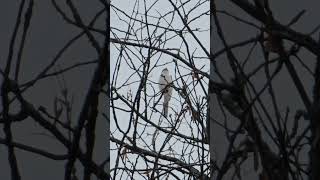 Great Grey Shrike Lanius Excubitor Bird watching Samsung Galaxy S23 Ultra 4k 60fps birds nature [upl. by Ahsata]