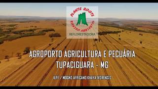 ILPF com Mogno Africano  Agroporto Agricultura e Pecuária [upl. by Nennahs]