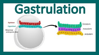 Embryology  Decidua amp Chorion amp Gastrulation [upl. by Esened]