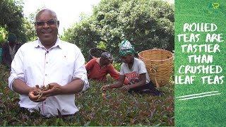 How we pioneered growing and processing of purple amp specialty teas in Kenya [upl. by Crandell160]