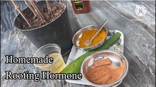 Powerful Rooting Hormonehow to make easy rooting hormone at homehow to use rooting hormone powder [upl. by Budd]