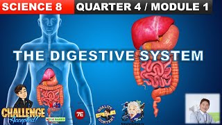 THE DIGESTIVE SYSTEM GRADE 8 SCIENCE QUARTER 4 MODULE 1 PARTS AND FUNCTION STAGES OF DIGESTION [upl. by Robby]