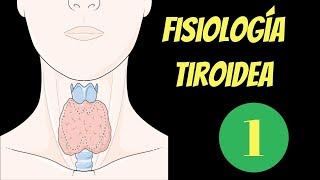 Fisiología de la tiroides síntesis y secreción 1 de 2 [upl. by Faxan]