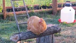 Chickens get a Swing in their Coop [upl. by Vesta]