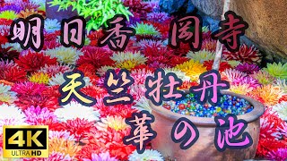 ～岡寺 華の池～ 天竺牡丹 ダリア 花手水 華宝珠 奈良県明日香村 [upl. by Kass895]