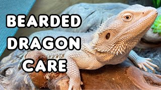 Everything You Need to Know About Bearded Dragon Care [upl. by Esinyt]