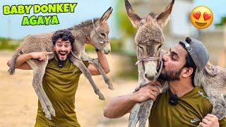 BABY DONKEY GIFT MIL GAYA 😍  MISHKAT KHAN  PET VLOG [upl. by Akcirret63]