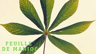 LES BIENFAITS DES FEUILLES DE MANIOC sur votre santé [upl. by Andi299]