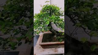 Native Camachile bonsai bonsaitree camachilebonsai basicbonsai [upl. by Nicolis184]