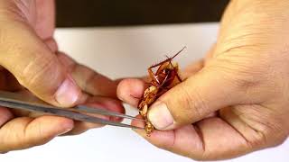 Cockroach Mouthparts Dessection  আরশোলার মুখোপাঙ্গ ব্যবচ্ছেদ   Biology Practical [upl. by Luo]