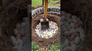 Excavator dug into a python nest with hatching baby pythons animals wildlife python [upl. by Ruthann]