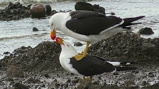 Pacific Gulls  Courtship and Mating [upl. by Ahsitan398]