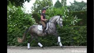 DRESSAGE ANDALUSIAN PRE [upl. by Stanwin696]