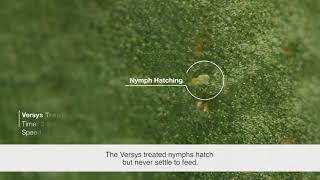 Versys® Insecticide – Nymph Whitefly Time Lapse [upl. by Atrahc]