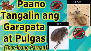 Paano Tanggalin ang Garapata at Pulgas How to Remove Ticks and Fleas [upl. by Nylicaj]