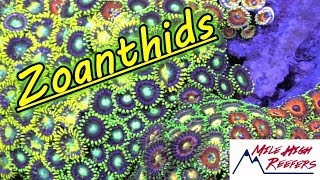 Talking Zoanthid Care With Rogue Aquariums [upl. by Benji]