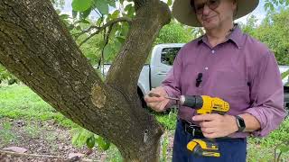 Colonizing avocado trees with Trichoderma wood Dowels [upl. by Goines]