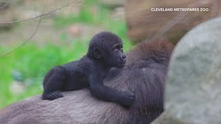 Jameela the gorilla from the Cleveland Zoo makes her WKYC debut [upl. by Derfla667]