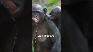 quotFascinating Facts About Bonobos You Didnt Know bonobo africananimals wildlife [upl. by Pressman]