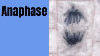 AnaphaseThe third stage of mitosis [upl. by Onid276]