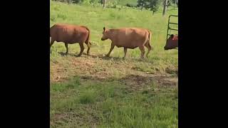 150 Red angus cows raised on grass plus bred to Duff Angus Bulls [upl. by Abdul]