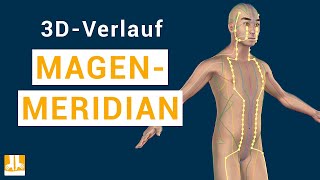 Der Magenmeridian  3DVerlauf von Punkt zu Punkt [upl. by Annahavas]