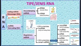 RNA TYPES ll JENISJENIS RNA ll CODING amp NON CODING RNA [upl. by Ajuna252]