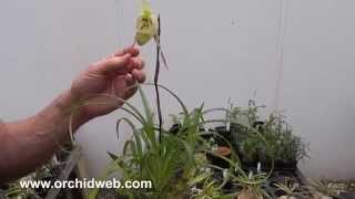 OrchidWeb  Phragmipedium pearcei [upl. by Rollie]