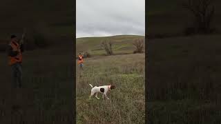 Nothing like hunting behind a pointer pointer gsp birddog huntingdog gundog hunting birdhunt [upl. by Lenard]