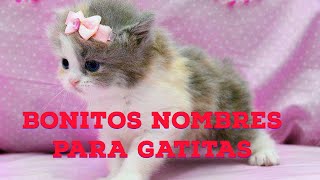 25 bonitos nombres para GATITAS [upl. by Leksehc]