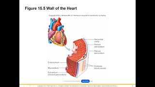 Cardiovascular Lecture Part 1 [upl. by Dnalkrik]