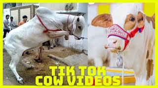 Tik Tok Eid Ul Adha Special  Cow Tik Tok  Cow Videos  Qurbani  Qurbani Ke Janwar  Bakra Eid [upl. by Oenire37]