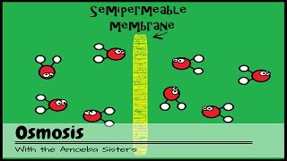 OLD VIDEO Osmosis [upl. by Bobette]