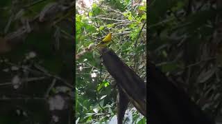 Blacknaped Oriole Oriolus chinensis 🐦YouTube Shorts [upl. by Rollie]