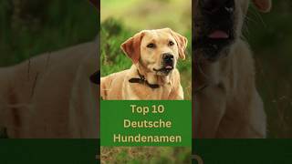 Top 10 der schönsten deutschen Hundenamen für verschiedene Hunderassen große und kleine [upl. by Zoldi452]