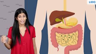 Digestive system  Ingestion Digestion Absorption and Assimilation in Human  Class 7 Science ICSE [upl. by Alisander]