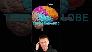 Brain lobes overview [upl. by Lubbi436]