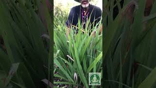 EL LIMONCILLO plantasornamentales naturaleza plantasmedicinales shortvideo shortsviral shorts [upl. by Yttap]