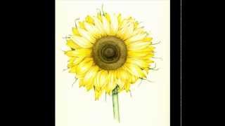 Sunflower Illustration by Lizzie Harper [upl. by Terrill635]