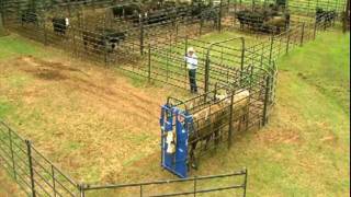 Priefert Small Cattle Working Systems [upl. by Mercorr]